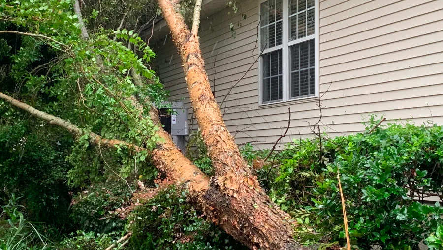 Emergency Tree Services