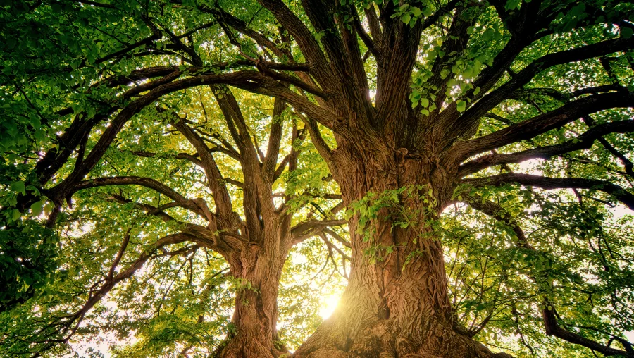 Tree Risk Assessment Tree Risk Assessment