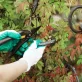 Tree Pruning