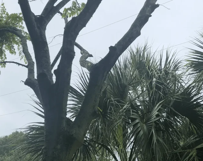 new leaf tree service llc 2025 09 29T14:15:24.056514Z 15235.05265356142 1